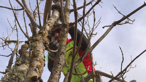 Arborista pakalpojumi - Arborists (kokkopis) ir sertificēts profesionālis, kas praktizē koku un krūmu kopšanu.
