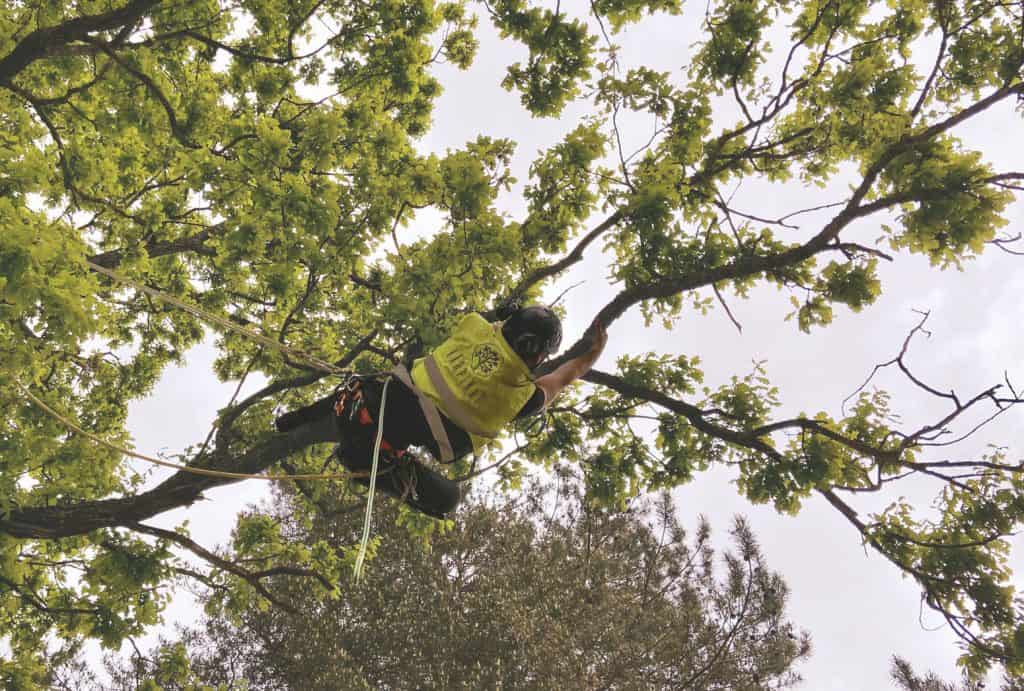 Arborista pakalpojumi - Arborists (kokkopis) ir sertificēts profesionālis, kas praktizē koku un krūmu kopšanu.