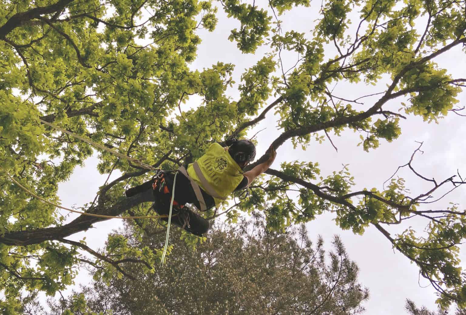 arboristi-vidzem-arborista-pakalpojumi-sia-v-rpi-as