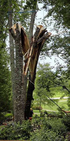 bīstamo koku zāģēšana, koku zāģēšana