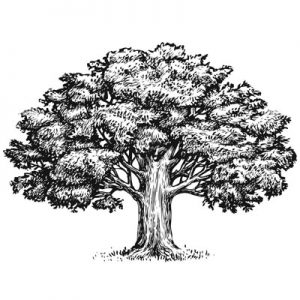 Koku kopšana, koku vainagu kopšana, samazināšana, sakopšana, retināšana, formas veidošana, pacelšana,